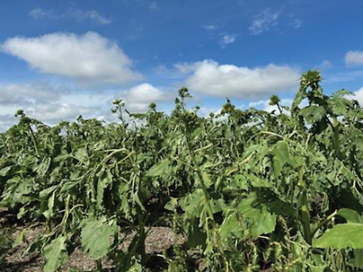 Storms Bring Concerns For Farmers And Ranchers