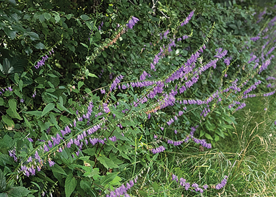 A Nasty Weed In Our Town