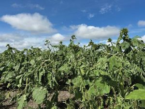 Storms Bring Concerns For Farmers And Ranchers