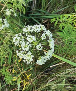 Producers Encouraged To Scout Wet Meadow Areas For Spotted Water Hemlock Before Cutting Hay
