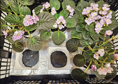 Garden Club Hosts African Violet Presentation